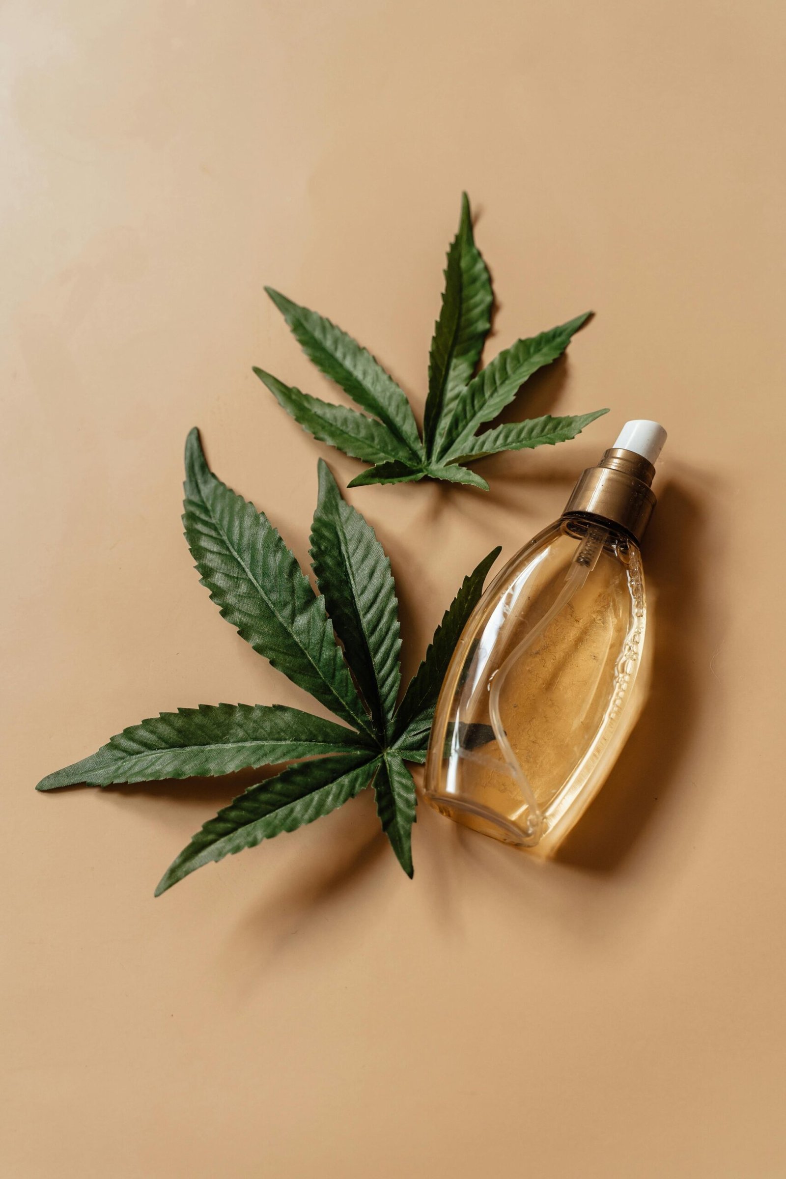 Still life shot of hemp oil bottle and cannabis leaves on neutral background.